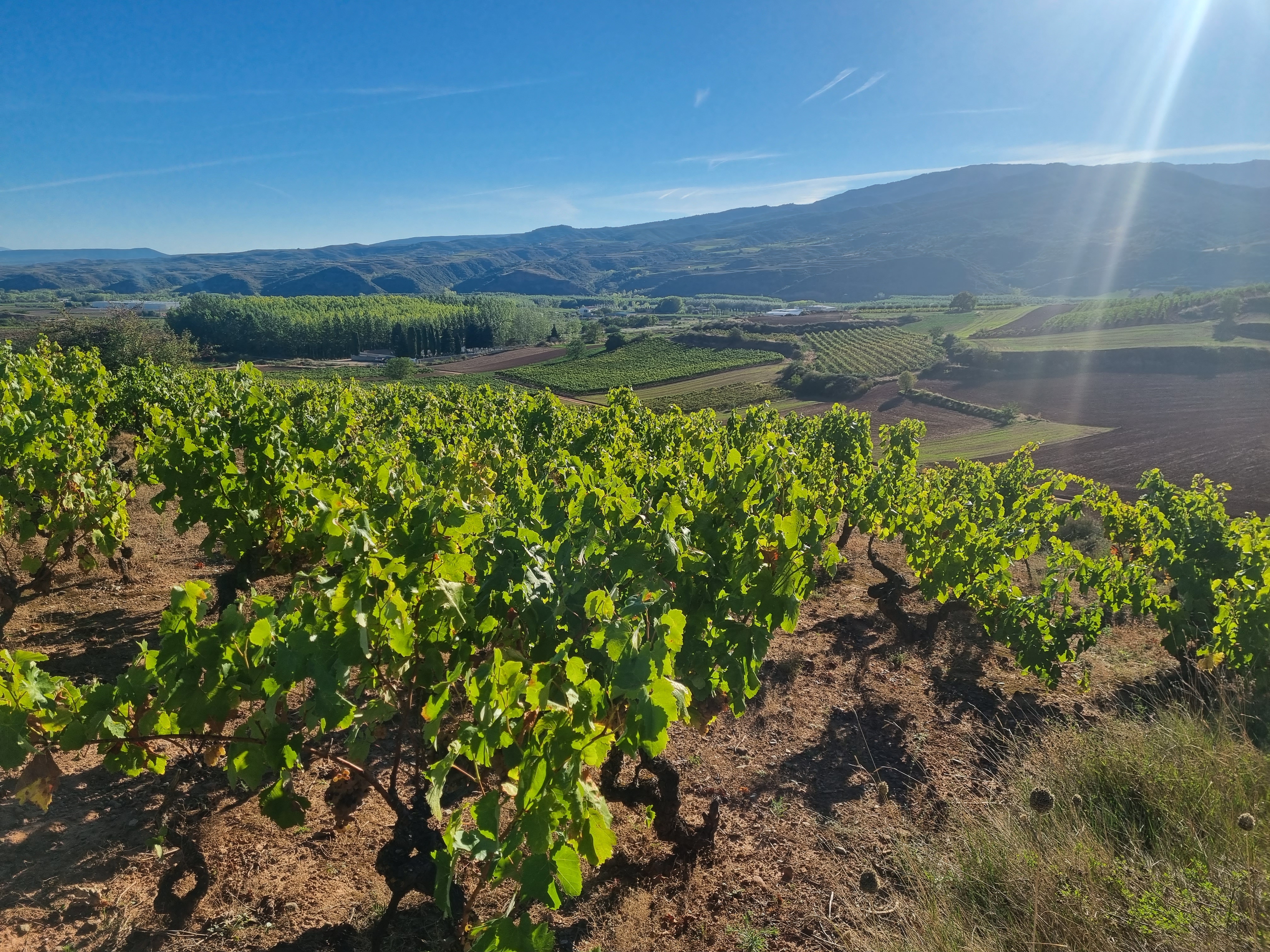 Imagen de viñedo de La Rioja